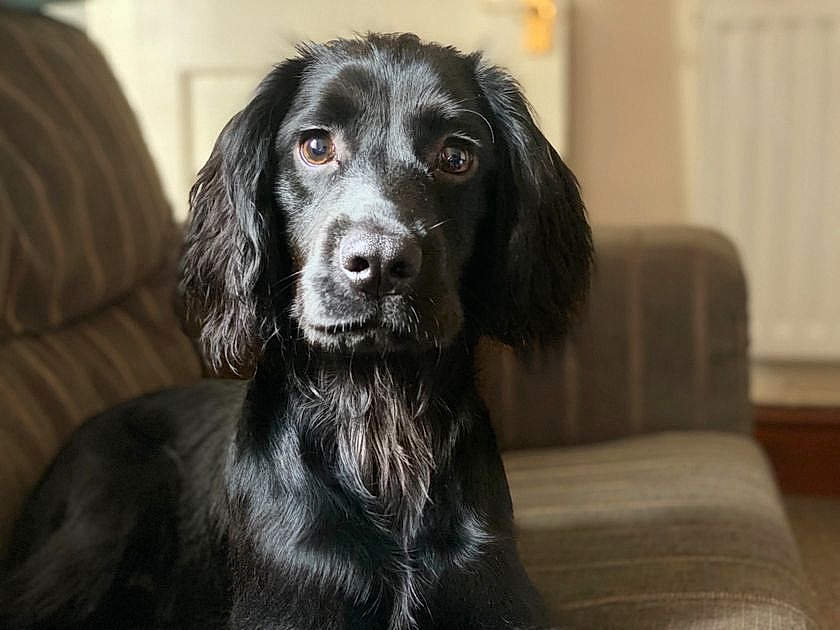 Dobby, dog english cocker spaniel - Pet Photo Contest